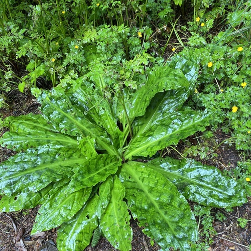 western skunk cabbage