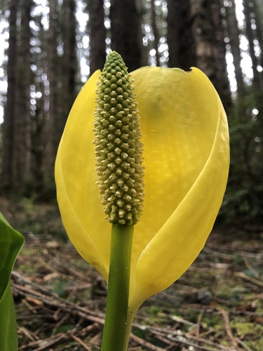 western skunk cabbage