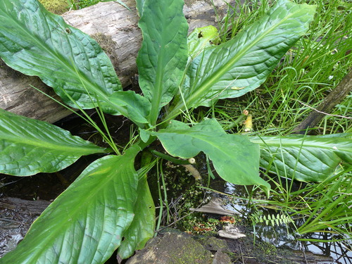 western skunk cabbage