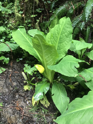 western skunk cabbage