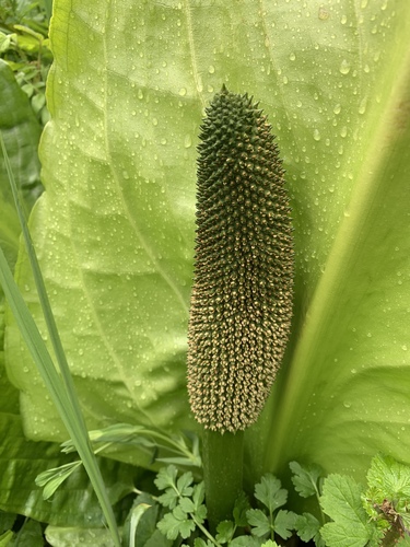 western skunk cabbage