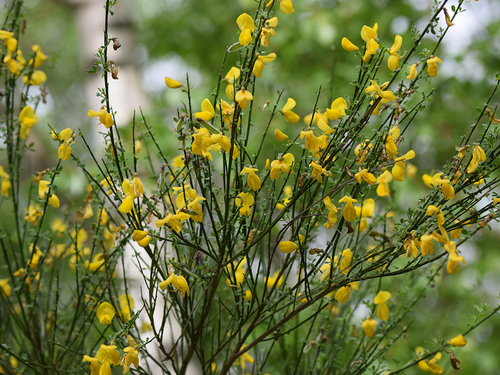 Scotch Broom