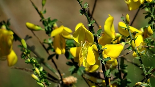 Scotch Broom