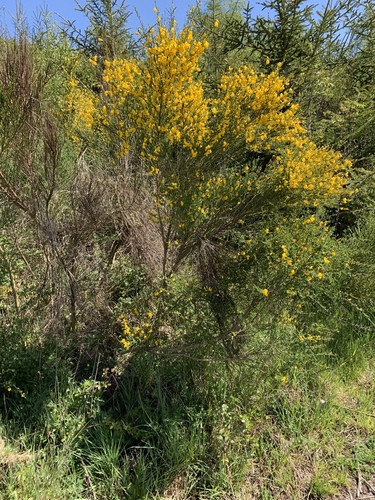 Scotch Broom