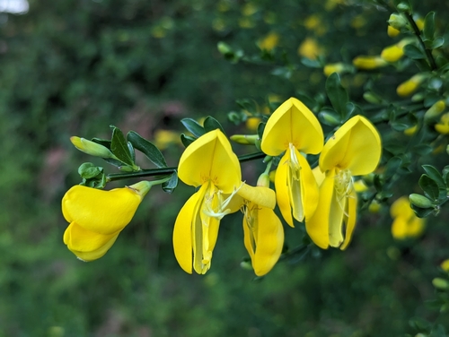Scotch Broom
