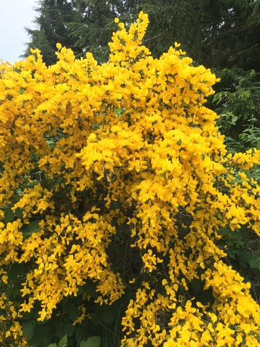 Scotch Broom