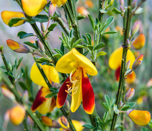 Scotch Broom