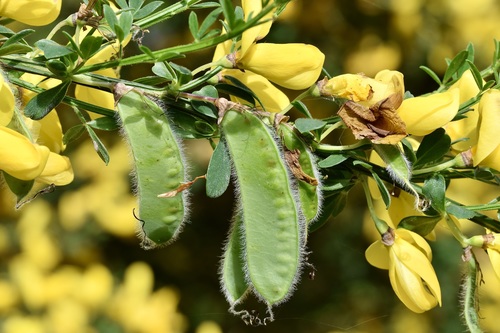 Scotch Broom