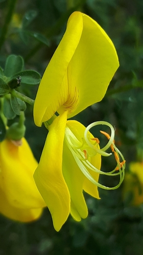 Scotch Broom