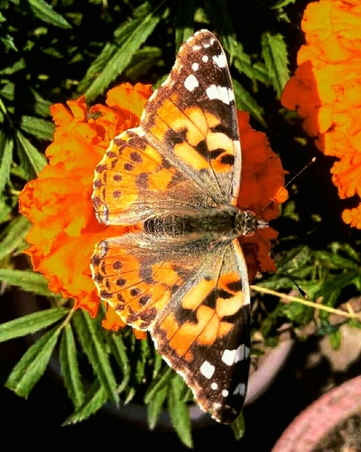 Painted Lady