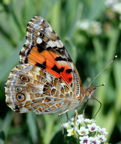 Painted Lady
