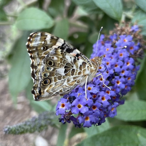 Painted Lady