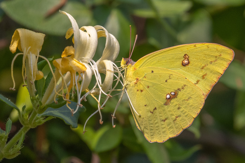 Cloudless Sulphur