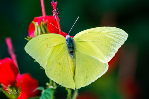 Cloudless Sulphur
