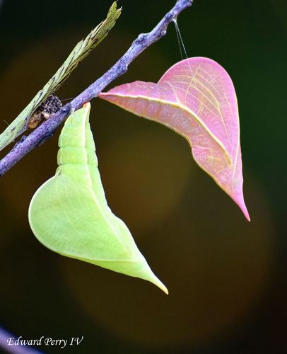 Cloudless Sulphur