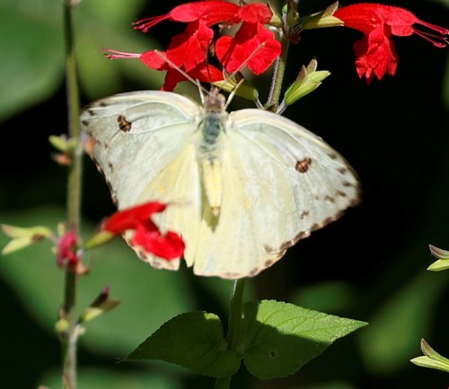 Cloudless Sulphur