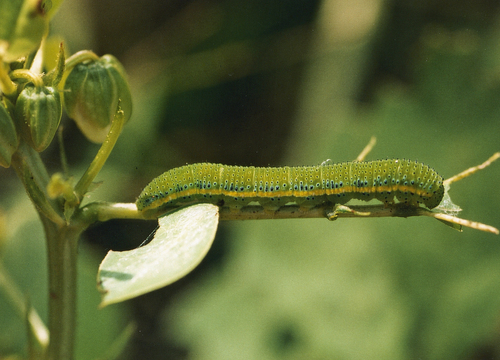 Cloudless Sulphur