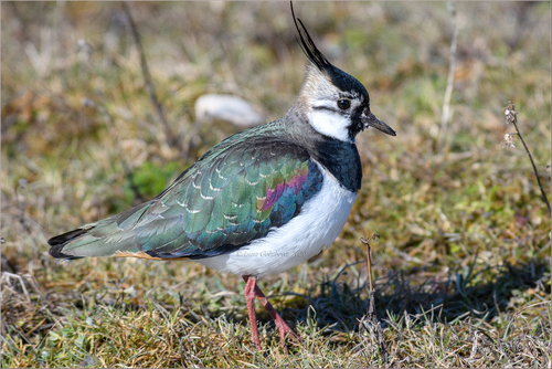 Northern Lapwing