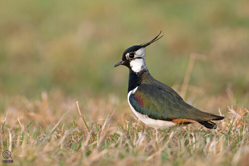 Northern Lapwing