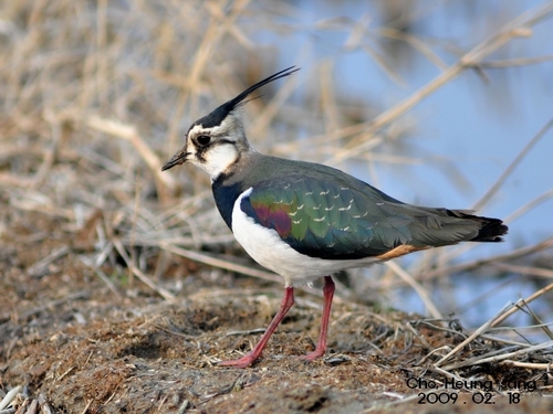 Northern Lapwing
