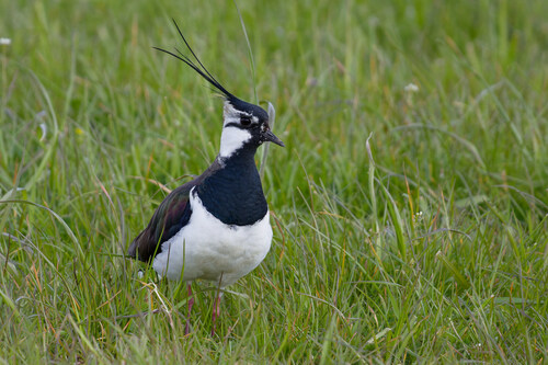 Northern Lapwing