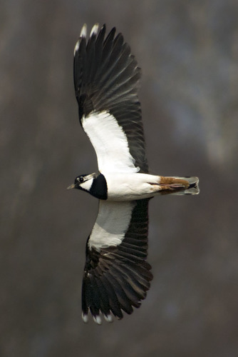 Northern Lapwing