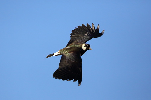 Northern Lapwing
