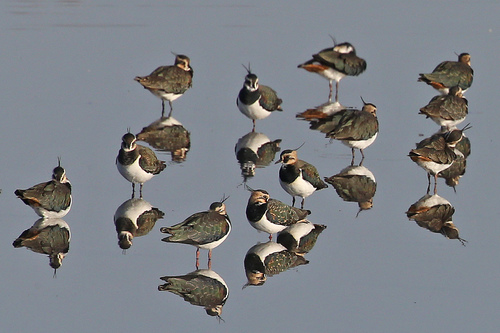 Northern Lapwing