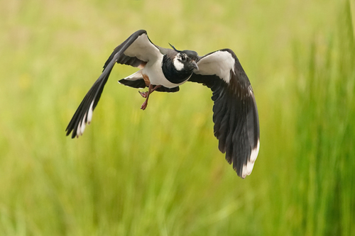 Northern Lapwing