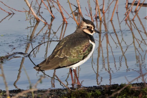 Northern Lapwing