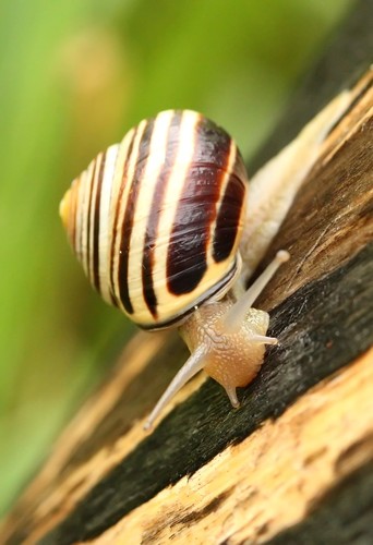 Brown-lipped Snail