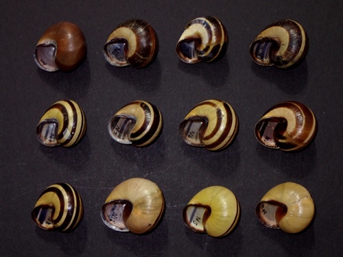 Brown-lipped Snail