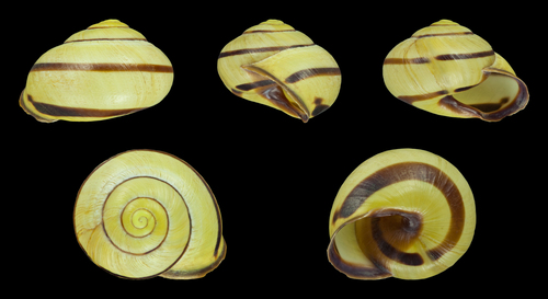 Brown-lipped Snail