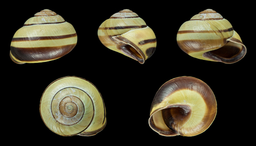 Brown-lipped Snail