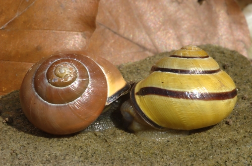 Brown-lipped Snail