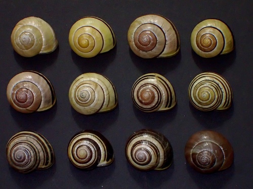 Cepaea