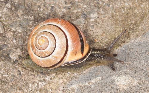 Cepaea