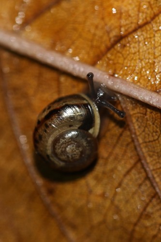 Cepaea
