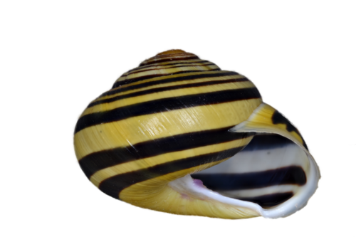 Cepaea