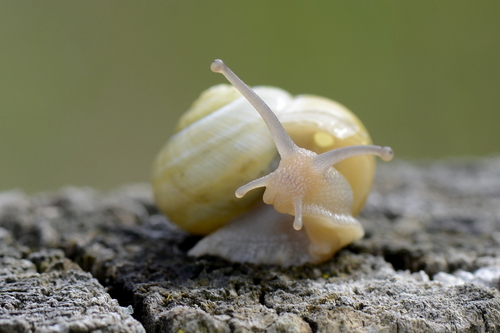 Cepaea