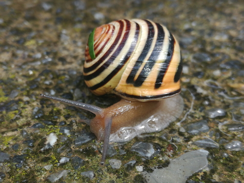 Cepaea