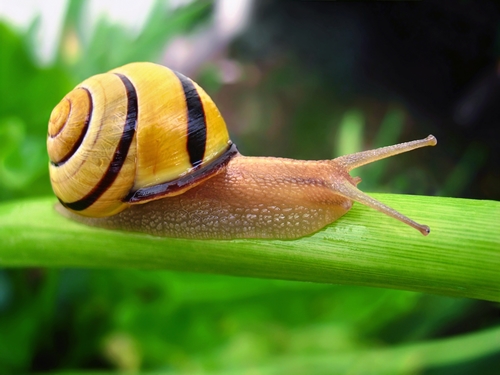 Cepaea