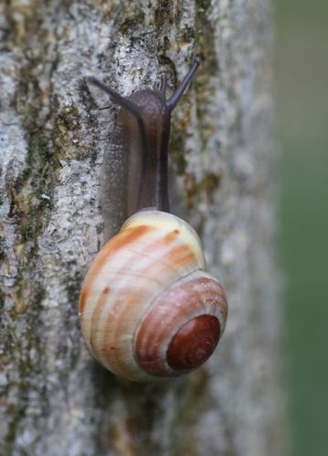 Cepaea