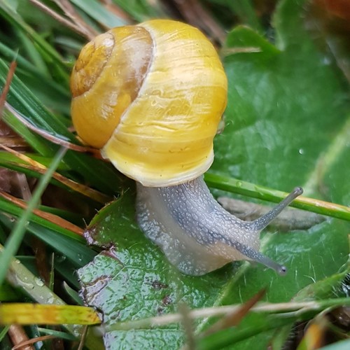 Cepaea