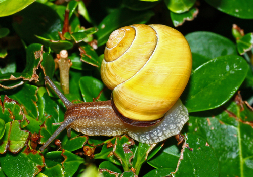 Cepaea