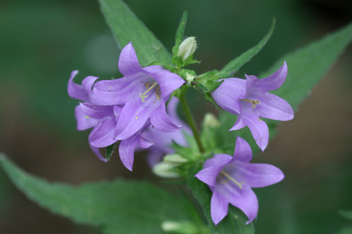 Nettle-leaved Bellflower