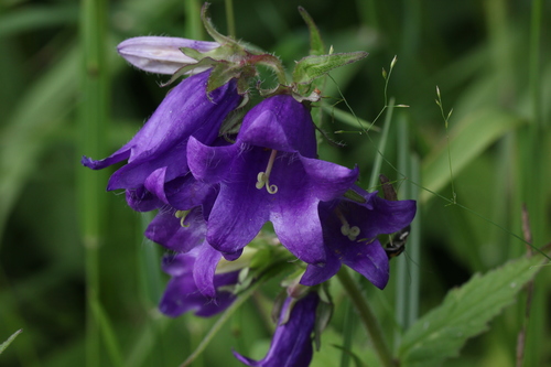 Nettle-leaved Bellflower