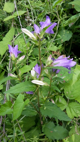 Nettle-leaved Bellflower