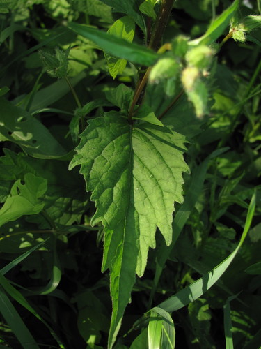 Nettle-leaved Bellflower