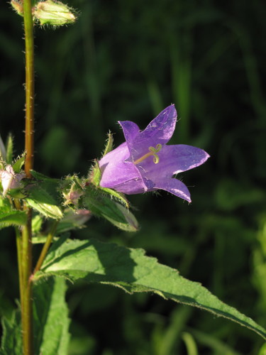 Nettle-leaved Bellflower
